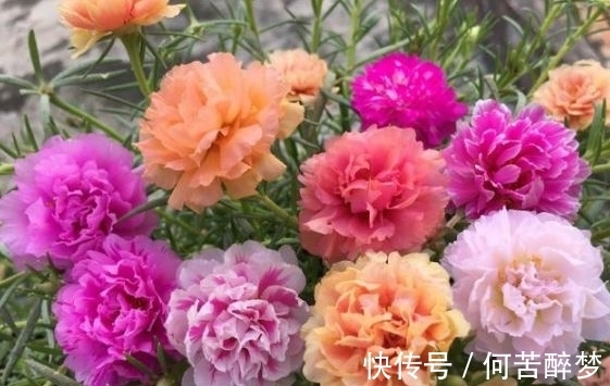 石竹花|几种花,开花漂亮又好养,养在哪里都爆盆,好运到来