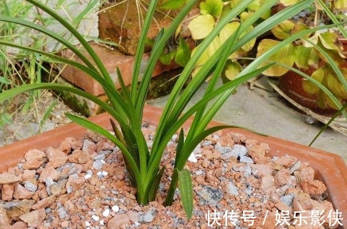 红砖|路边上的3样“玩意”,丢盆里,让土壤10年不板结,花卉蹭蹭长!