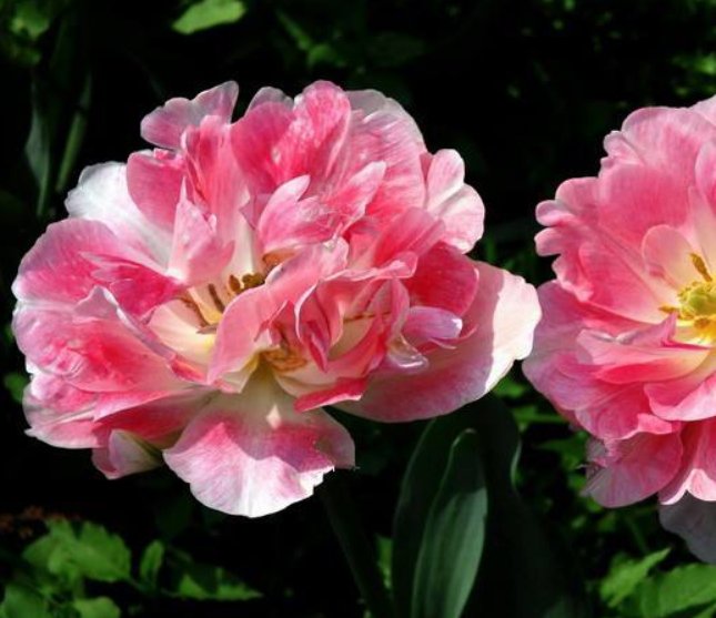 花朵|养花别买杀虫剂，教你自制花朵杀虫剂，只需喷一点，虫子乖乖就范