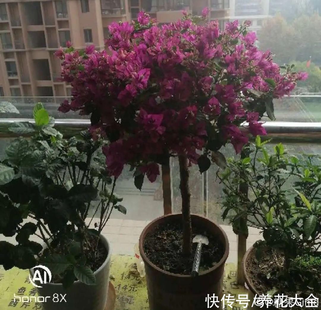 虐着养的花，剪成秃子，半月不浇水，呼呼开花