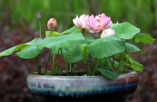 喜欢养花就养此5种,开花艳丽味道香,家里养一盆,养出小花园