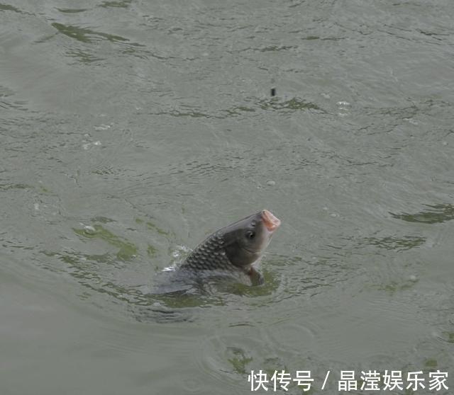 饵料|钓鱼时找准鱼层是关键,这样浮漂的反应才最真实