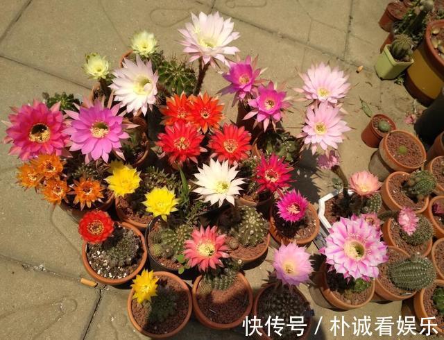 根系|仙人球也养不活别中了商家的“猫腻”,这种球,谁养也难活