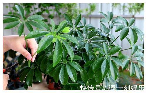 8种绿植，家里养一盆，废气吸光光，净化空气一级棒