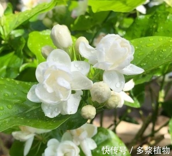 比“香水”还香的4种花,养1盆满屋飘香,美不胜收,你养了吗