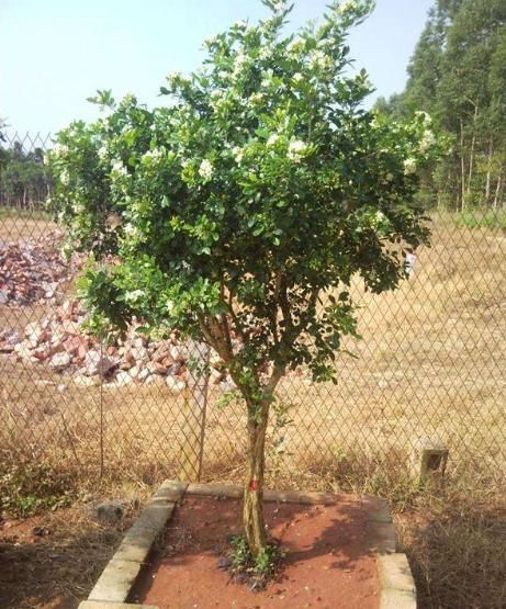 “九里香”枝干美丽，芳香四溢，但养护时要注意“3个细节”