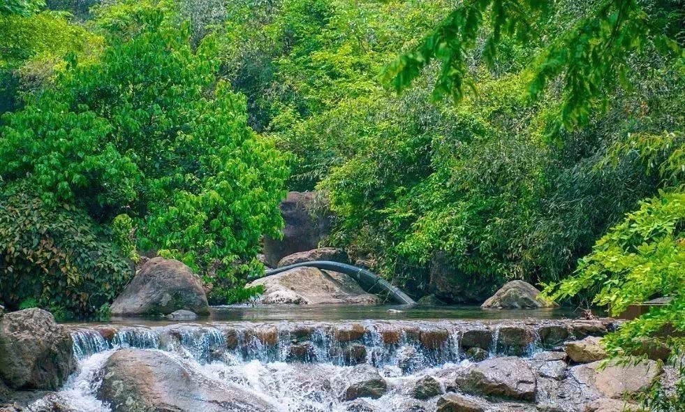 云雾|念念不忘,安顶茶