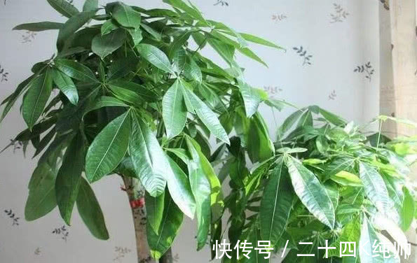 养花|发财树黄叶还不长1个“小方法”,叶片油绿疯长不停,1年长半米
