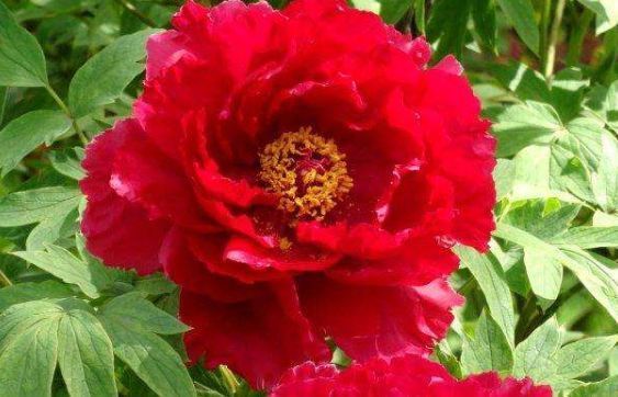 新手养花，不如养盆花中精品“芳纪”，花色纯正，香味浓郁