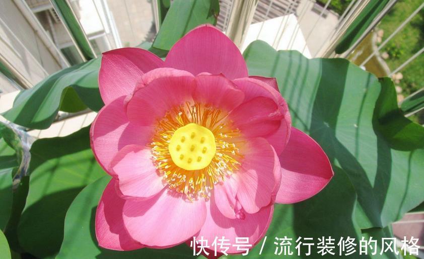 花友们|空间小养荷花就选“初玖”，花型、株型均美，省地方又好打理