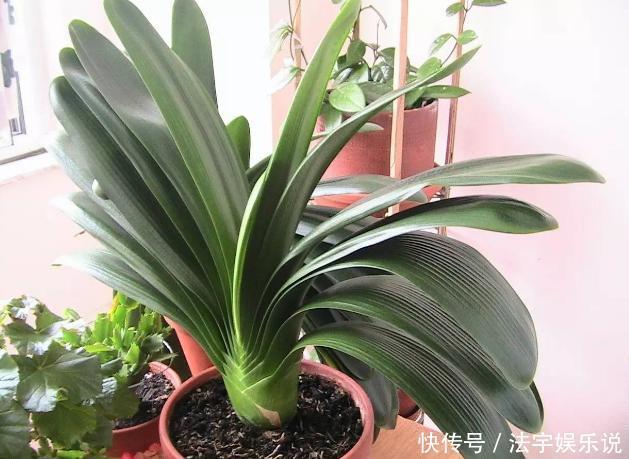 蟹爪兰不开花就关“小黑屋”,而君子兰不开花却得做好这些!