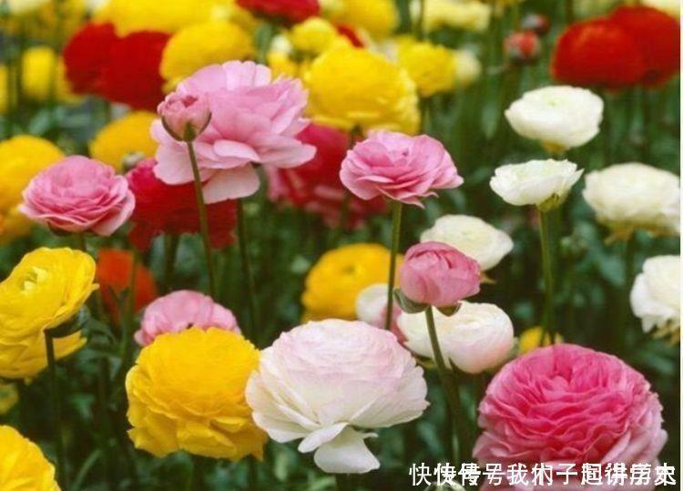 营养土|4种花是懒人的最爱,有阳光就爆盆,好养不操心