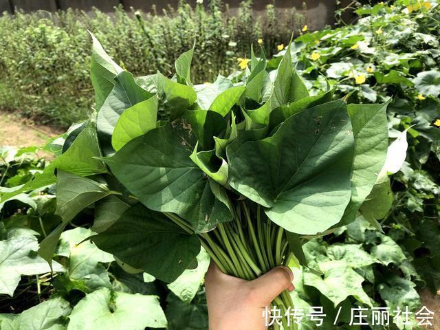 近视眼|霜降红薯甜如蜜,收完红薯叶子别乱扔,配上木耳炒一盘,特别美味