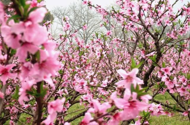 老年|春风拂面百花开 浦江“私藏”了整个春天