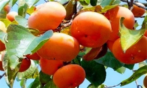 食物|适合女性吃的3种食物，排毒清肠、调理肠胃，早吃早好！