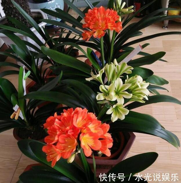 君子兰|做好“2件事”,君子兰“根壮”,新叶多,年年开“爆盆”