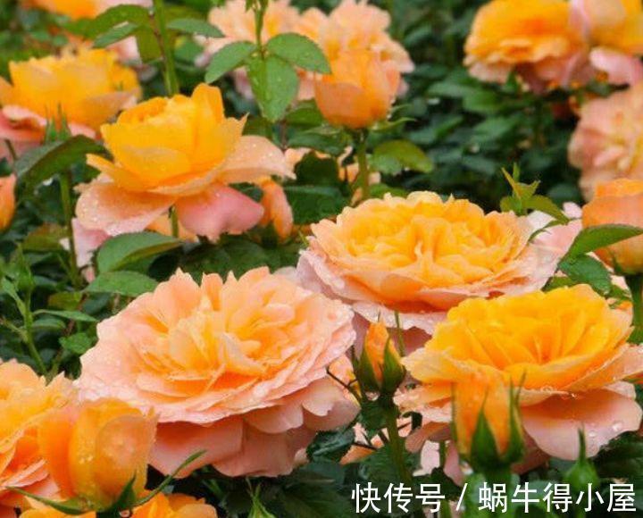 植物|农历7月10日开始,居家养这几款植物,漂亮又好养,花中劳模
