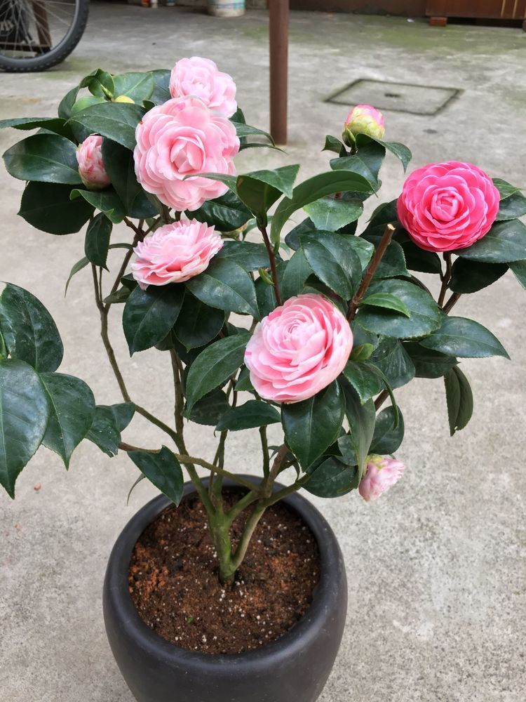 喜欢牡丹，不如养盆“珍稀玫瑰”黑魔术玫瑰，妩媚动人，艳压群芳