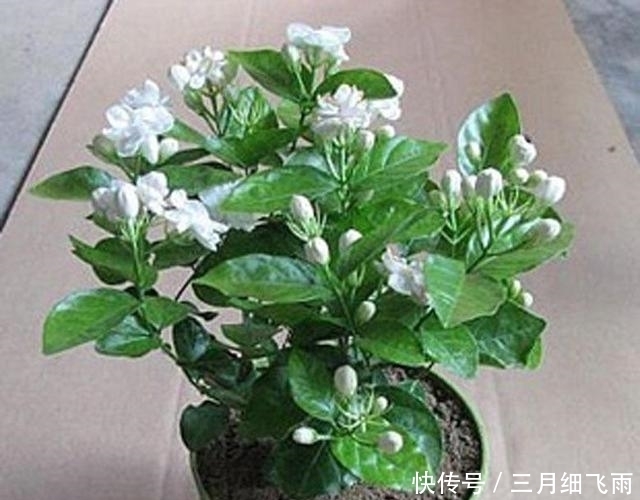 清香|最漂亮的盆栽花,花朵洁白,清香迷人,深受人们喜爱