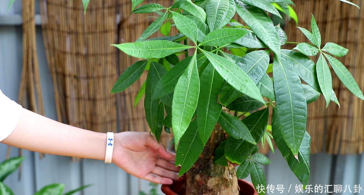 观赏树|家里养几种“观赏树”,高大又好看,寓意很美好