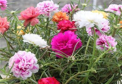 春天养盆太阳花,种子撒在土壤里,发芽快绽放层叠群花!