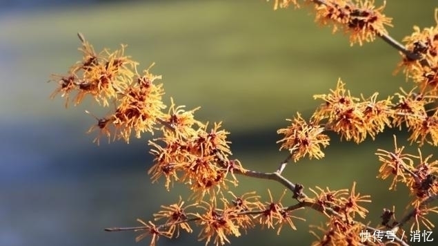 爱情|下周内,缘分桃花十里飘香,实现理想爱情的4大生肖!