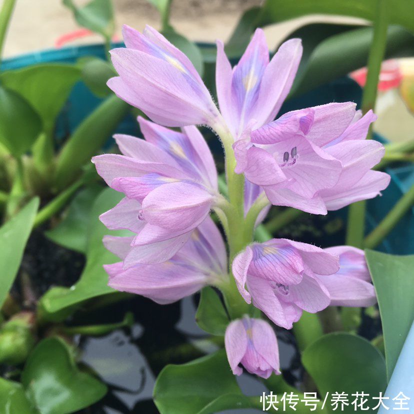 花市|1种花让人“又爱又恨”，南方泛滥得没法收拾，北方花市15一盆