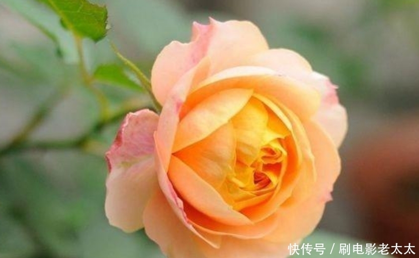 4种花,容易打理易开花,花期长花朵多,家里变花海!