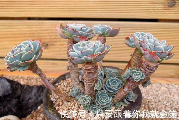 夏季|一棵多肉变老桩的整个过程,只需1年,就能养成