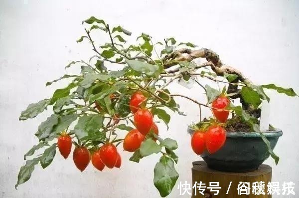 盆栽|家里摆上10种花,越来越兴旺、发达,个个都是“吉祥”花