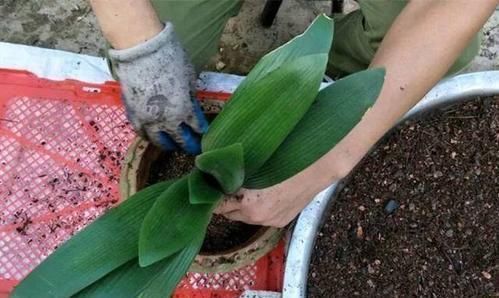 东西|花盆里出现这东西,赶紧翻盆换土,不然花卉易黄叶烂根,别忽视