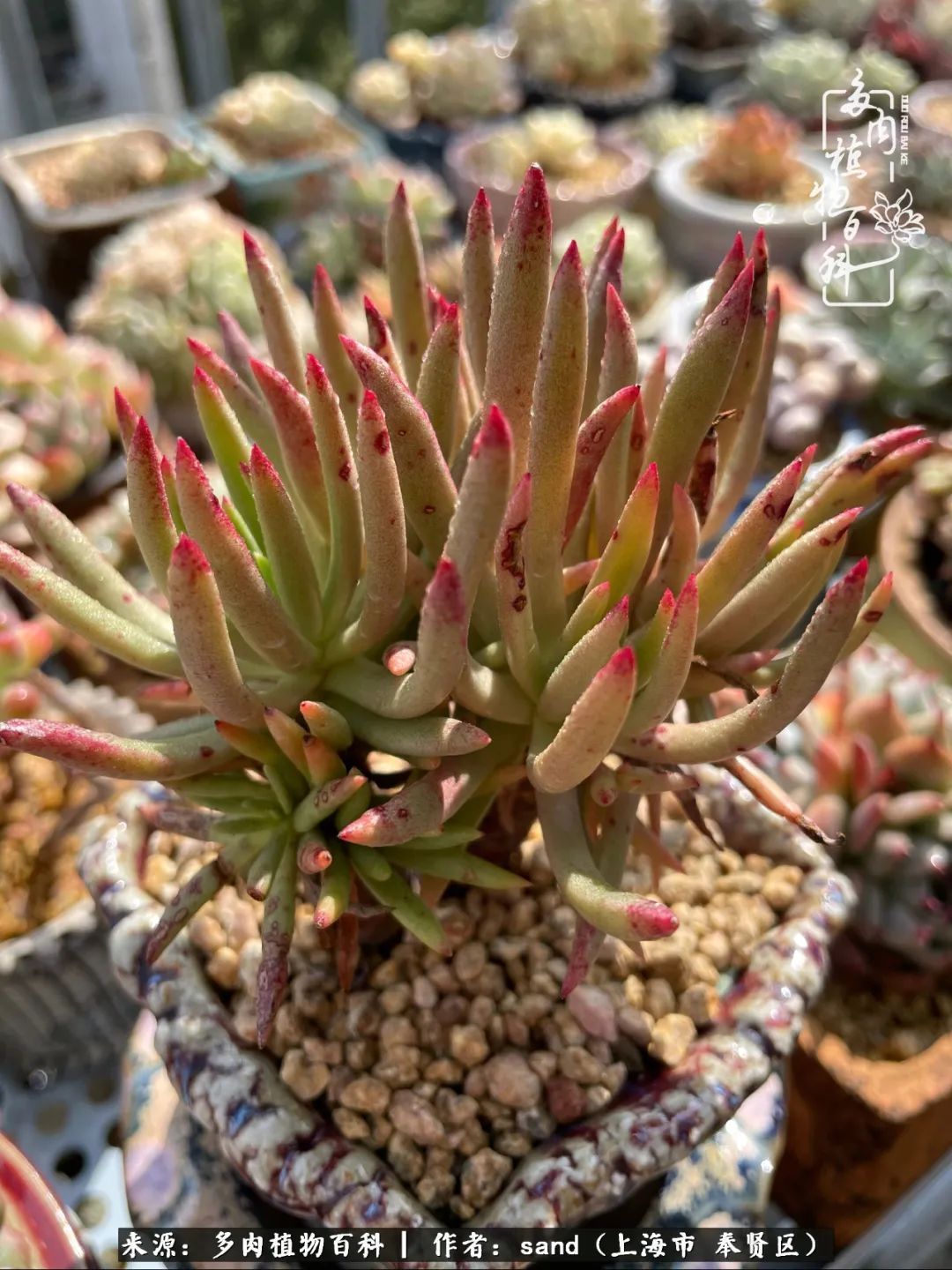 带着200多盆多肉,三个月搬两次家,是一种怎样的体验