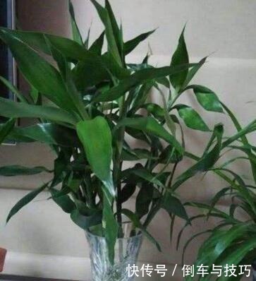 6种花,随便养一盆,空气清新“病菌”少!我就养6盆,对家人好!