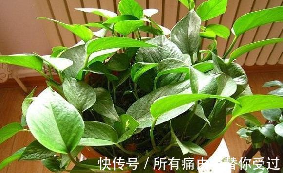 家庭养花摸清采光好与坏的区别,室内盆栽什么植物都没问题