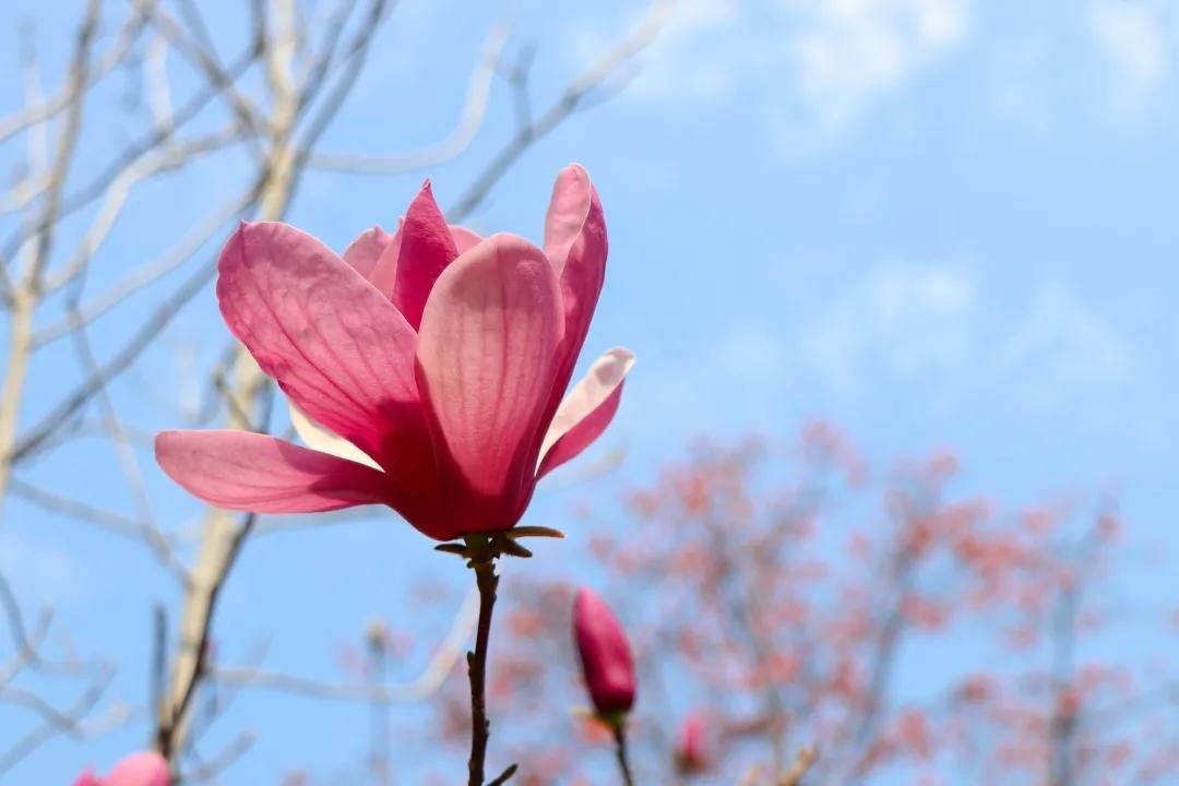 这道独特的风景，欢迎您来观赏！|紫玉兰花开美鮀城 | 中年