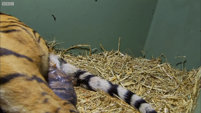 角马|蝙蝠竟然会倒立生孩子,这些生娃瞬间看得我肚子疼