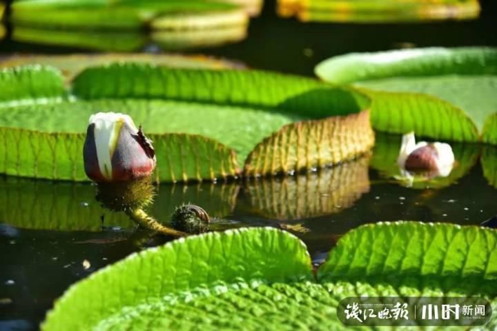 三潭印月|美炸了!三潭印月睡莲中的“大姐大”王莲,开了今年的第一朵花