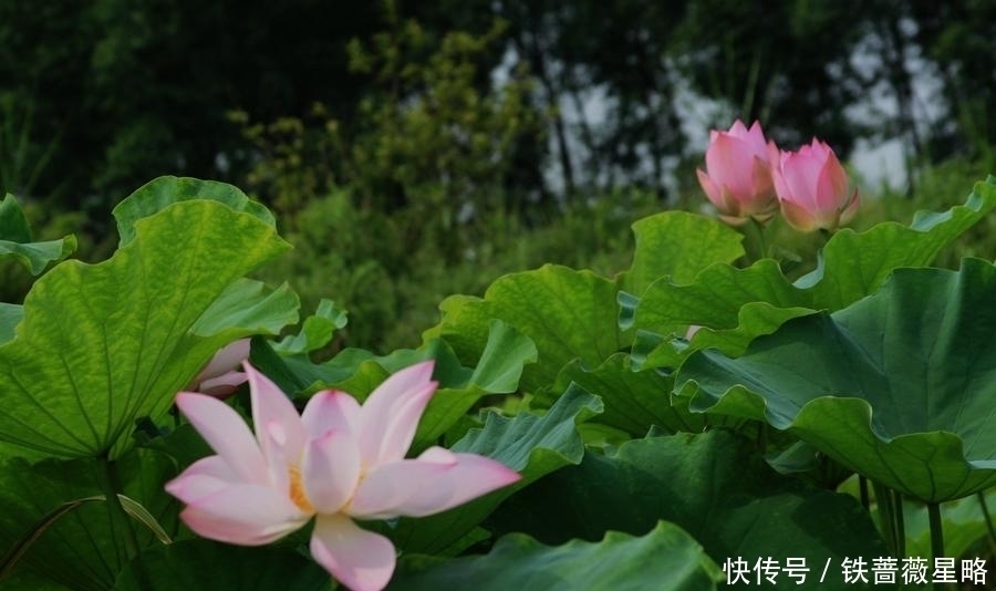 唐诗&孟浩然极清妙的一首夏夜乘凉诗,选入唐诗三百首,有一个千古名句