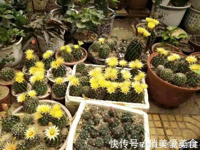 高温|10种花要控水，天热反而不能浇，一浇水就死