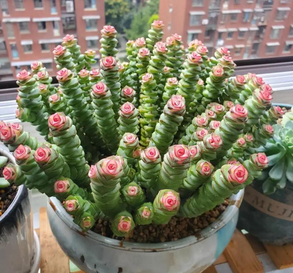 17大吉祥花,客厅有空间一定要养上一盆,好看又好养,养人又旺家