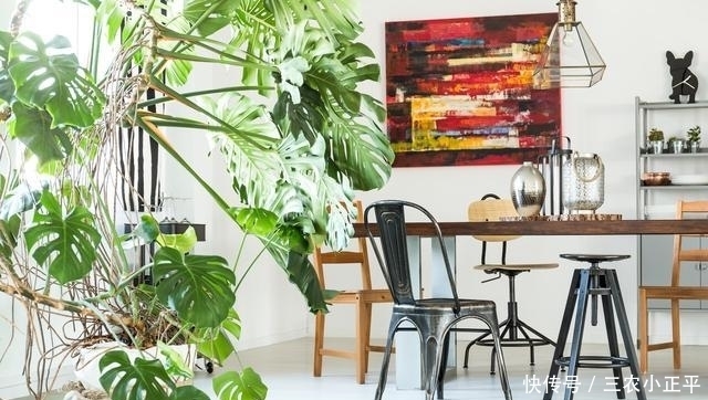 吸附灰尘的6种植物