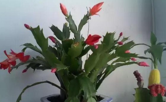 气温|不是所有花都要多浇水,这4种花越浇越死的快,夏天要注意