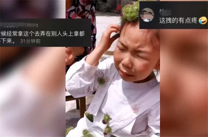危险|女孩自制“牛蒡皇冠”,戴上时洋洋得意,摘下时哭着向奶奶求救