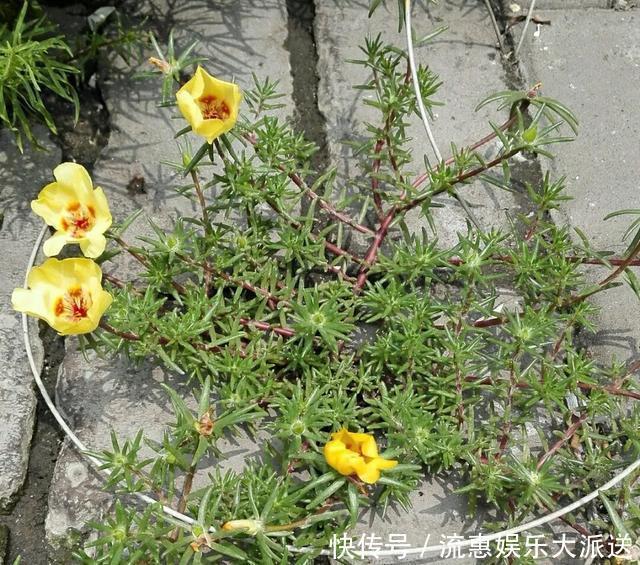 真正的花坚强，墙缝、地缝都能长，开花特别旺！