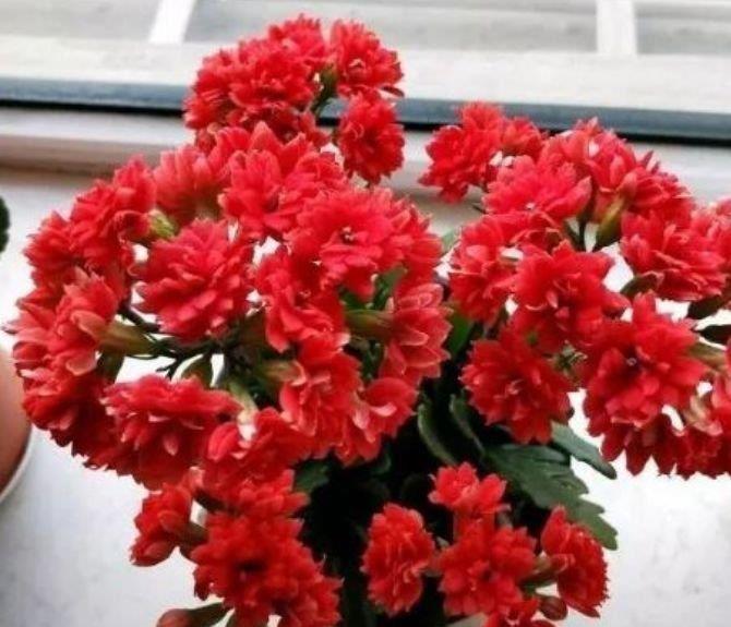 光照|有钱人都养4种花,招财纳福,顺风顺水,养在阳台邻居都羡慕