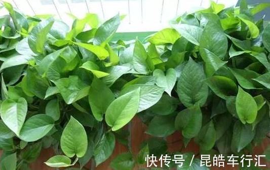 头疼不知道盆栽绿萝喜欢什么?日常注意2方面,枝叶轻松长爆盆