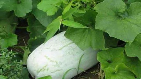 冬瓜|冬瓜好吃却不可乱吃,吃冬瓜有一大禁忌,还很多人不清楚