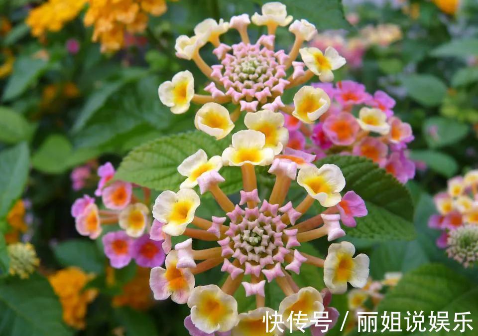 一盆五色梅拯救了的家庭，老婆对我刮目相看，你可能不会相信