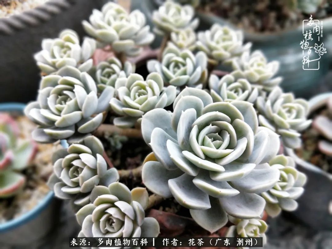 放松心情,静享愉悦,阳光下的多肉是最美的!