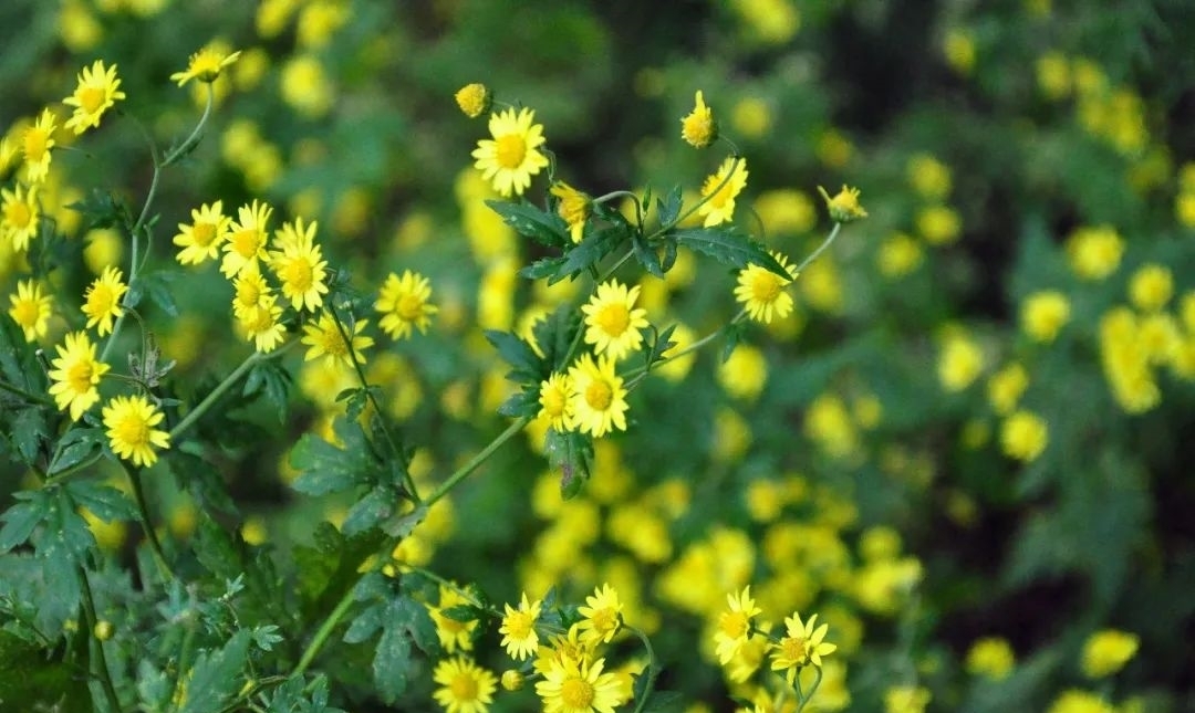 甘菊|野趣盎然 甘菊之美